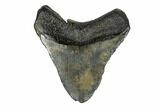 Fossil Megalodon Tooth - South Carolina #168148-1